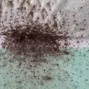 Уничтожение насекомых – Кемерово