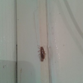 Уничтожение тараканов в квартире – Кемерово