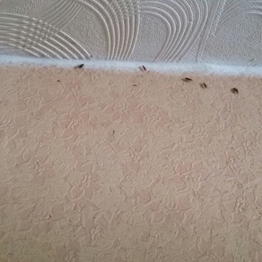 Выведение тараканов в квартире цена Кемерово