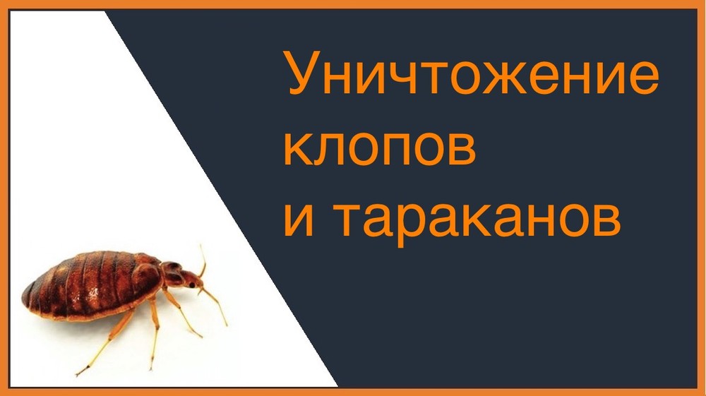 Уничтожение клопов и тараканов в Кемерово