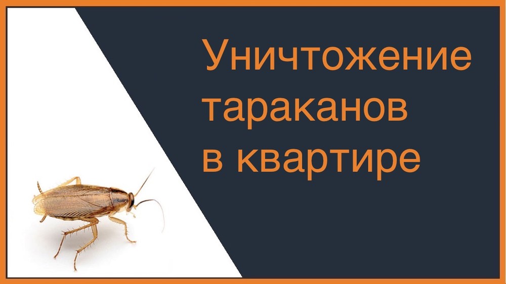 Уничтожение тараканов в квартире в Кемерово