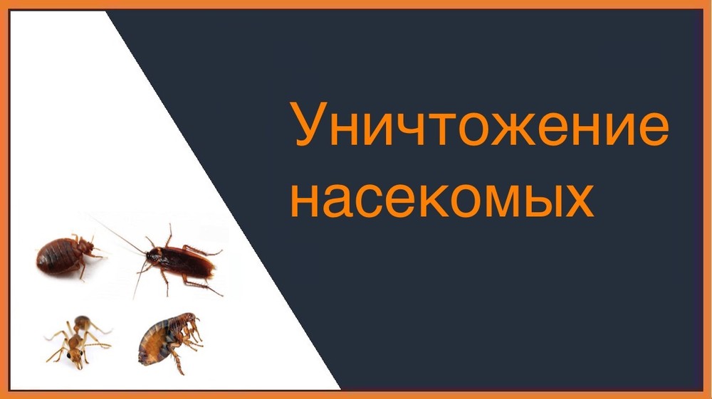 Уничтожение насекомых в Кемерово