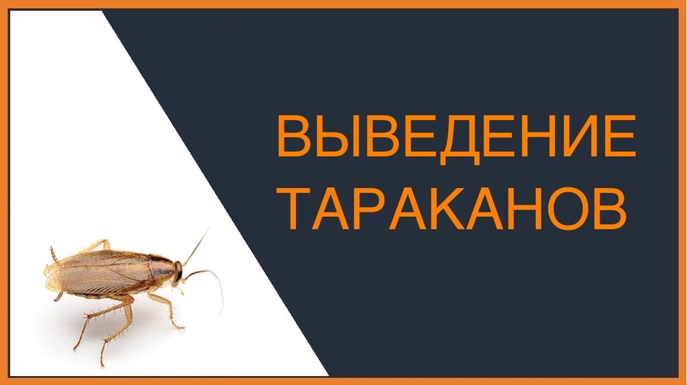 Выведение тараканов в Кемерово