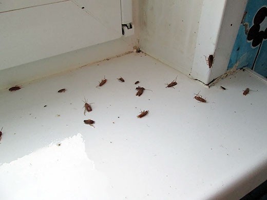 Дезинфекция от тараканов в Кемерово – цены