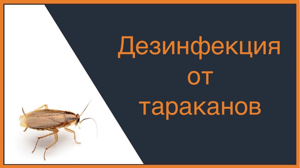 Дезинфекция от тараканов в Кемерово