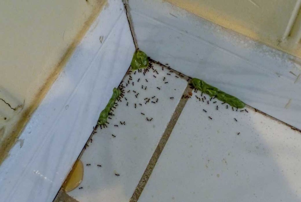Обработка от муравьев в Кемерово