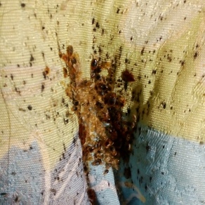 Уничтожение насекомых в Кемерово (гостинка)