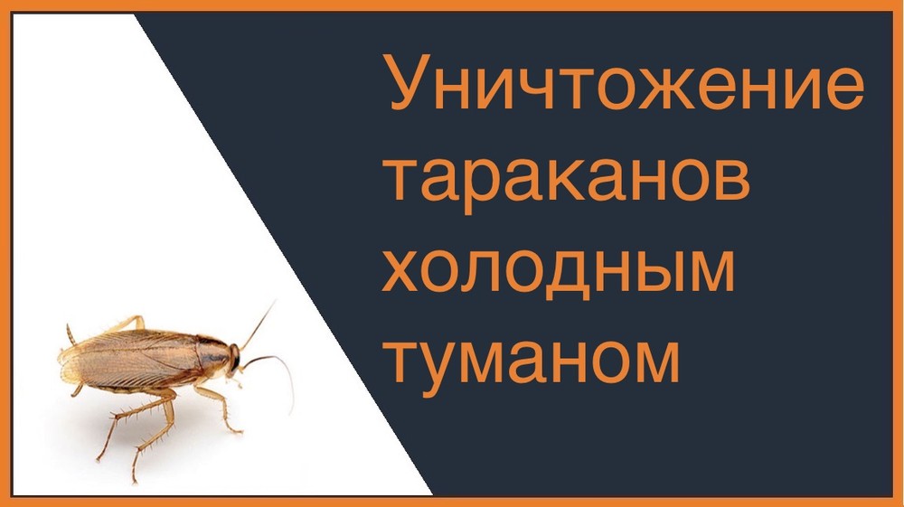 Уничтожение тараканов холодным туманом в Кемерово