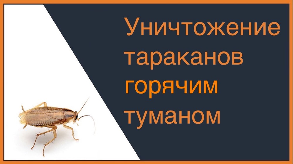 Уничтожение тараканов горячим туманом в Кемерово