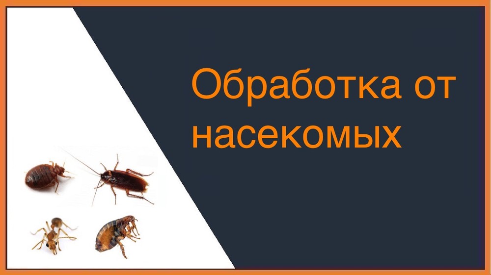 Обработка от насекомых в Кемерово
