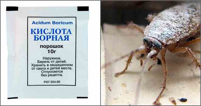 Борная кислота от тараканов – отзывы в Кемерово
