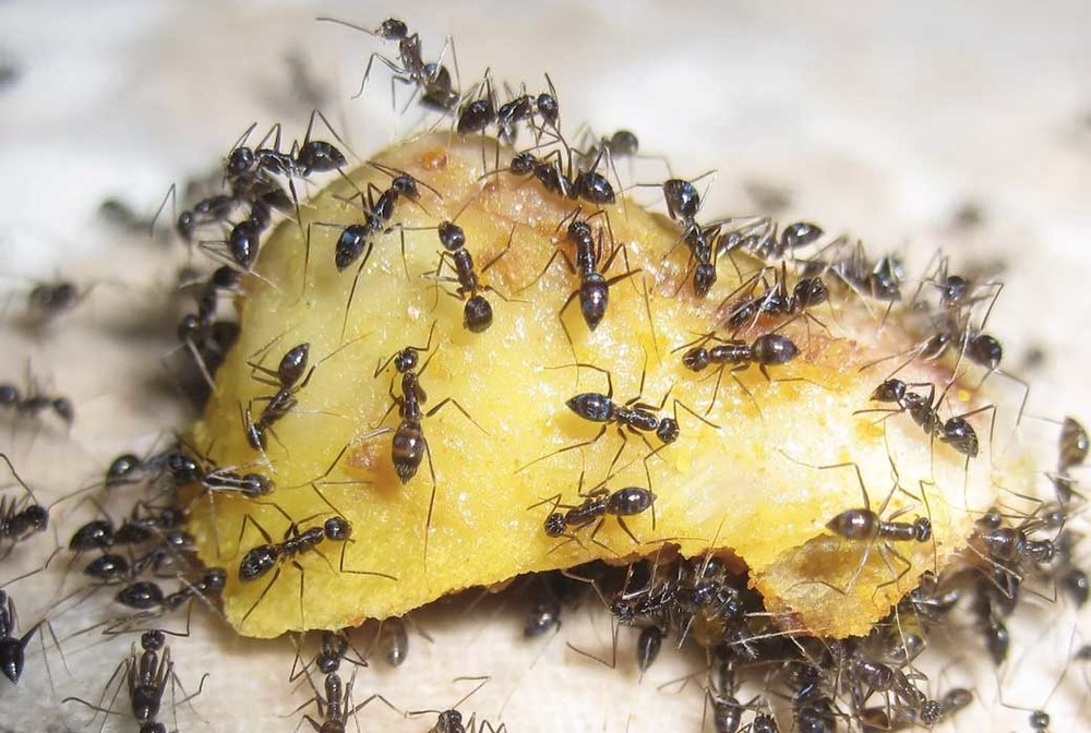 Уничтожение муравьев в квартире в Кемерово